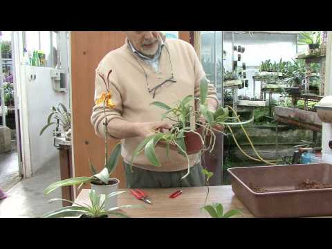 Come fare nuove piante di orchidee