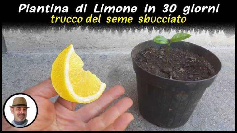 Come si fa una pianta di limone