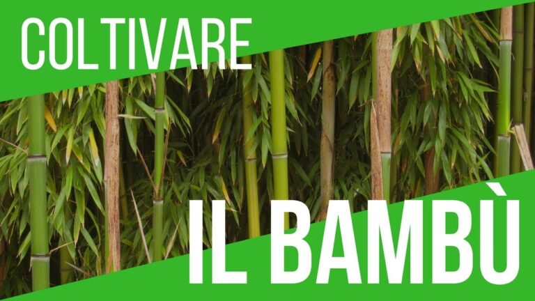 Come si pianta il bambù