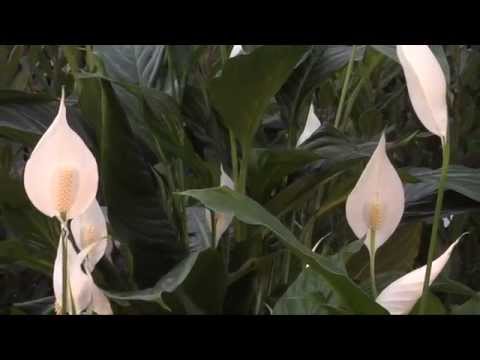 Pianta verde con fiore bianco