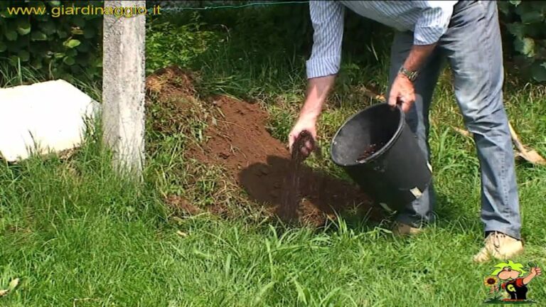 Come piantare una pianta di kiwi