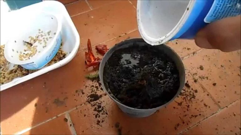 Quando piantare peperoncini in vaso
