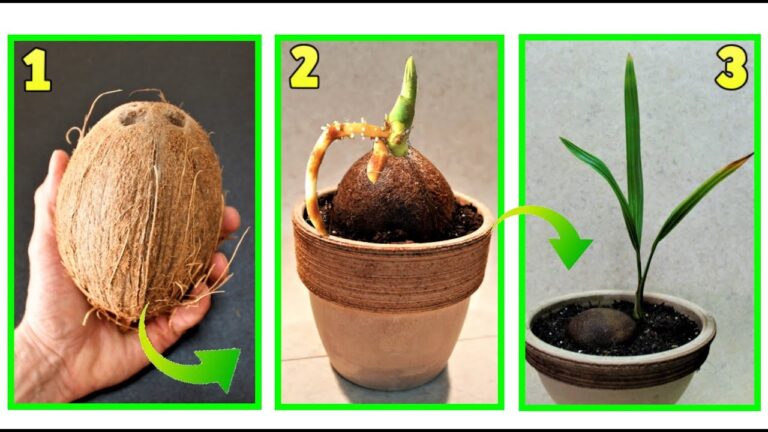 Palma di cocco pianta in casa