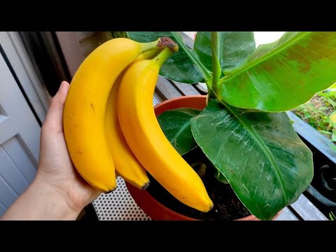 Pianta di banano in vaso